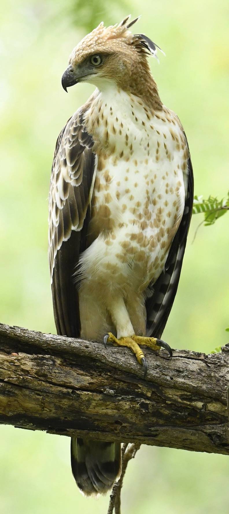 changeable-hawk- eagle